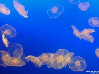 17385CrLeSh - Vancouver Aquarium  Peter Rhebergen - Each New Day a Miracle